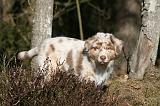 BERGER AUSTRALIEN PUPPIES 598